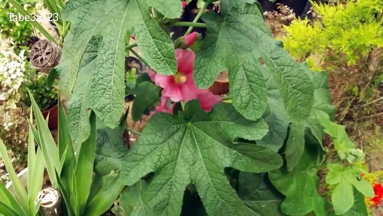 نبات الختمية نبات زينة طبي و علاجي