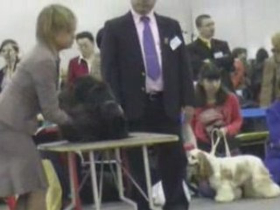 Dog Show EURASIA-2 24.02.2008 Moscow part 4