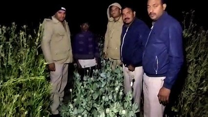 सरसों के बीच पैदा की जा रही थी अवैध अफीम, एक गिरफ्तार