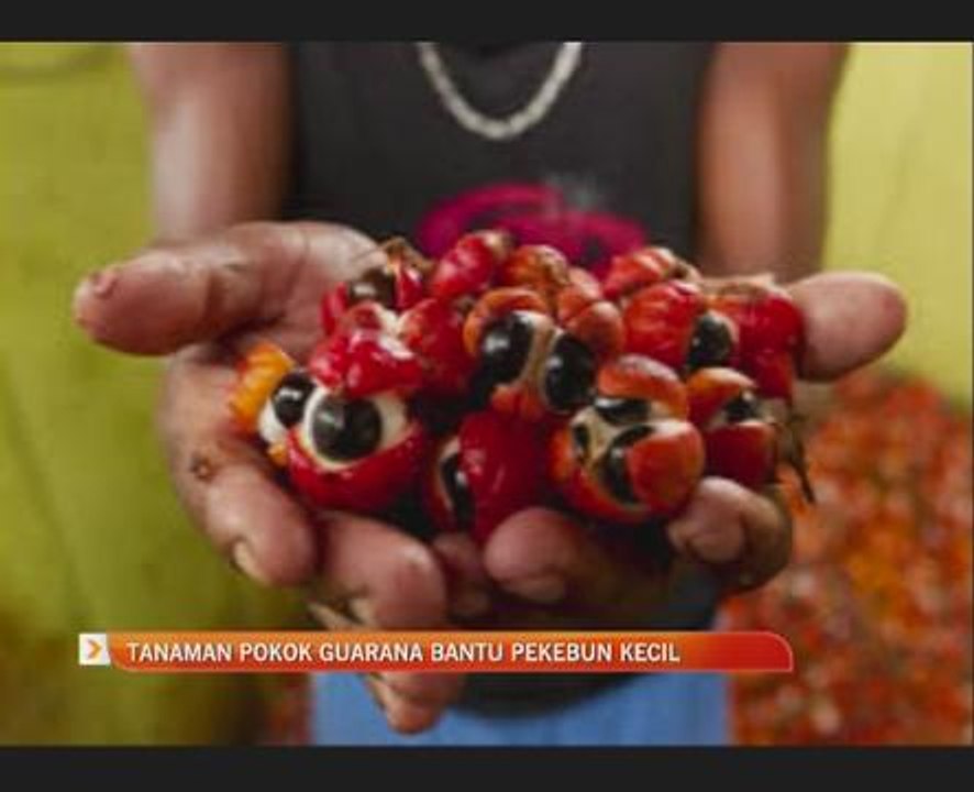 Tanaman pokok guarana bantu pekebun kecil