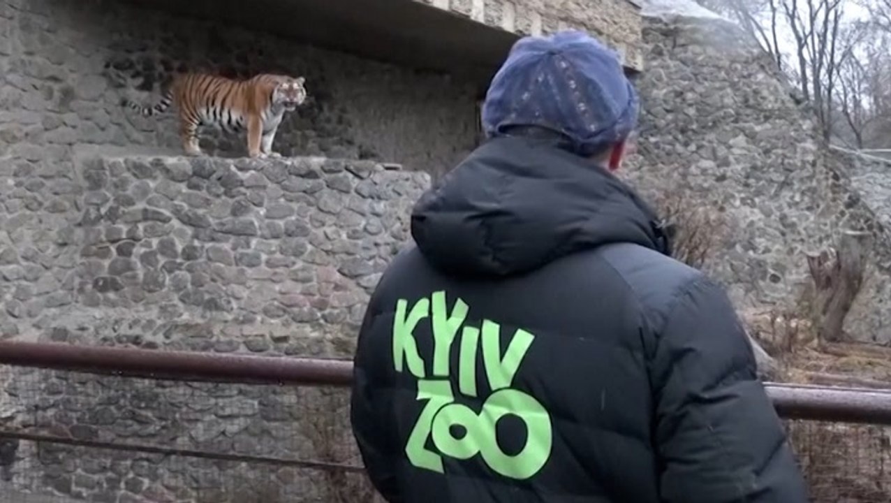 Zoo staff protecting animals