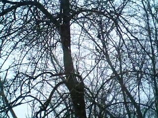 o the days of the kerry dancing