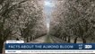 The importance of bees in Almond farming