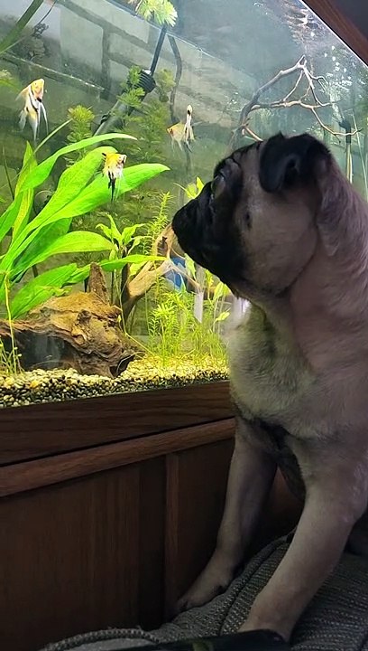 Pug Bites at Aquarium Fish