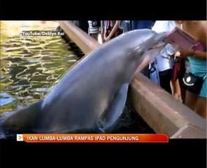 Ikan lumba-lumba rampas ipad pengunjung