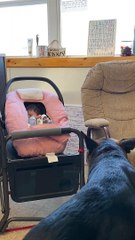 German Shepherd Brings Baby a Ball