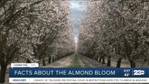 The importance of bees in Almond farming