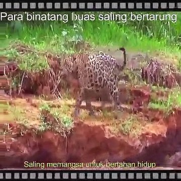 pertarungan antar binatang buas