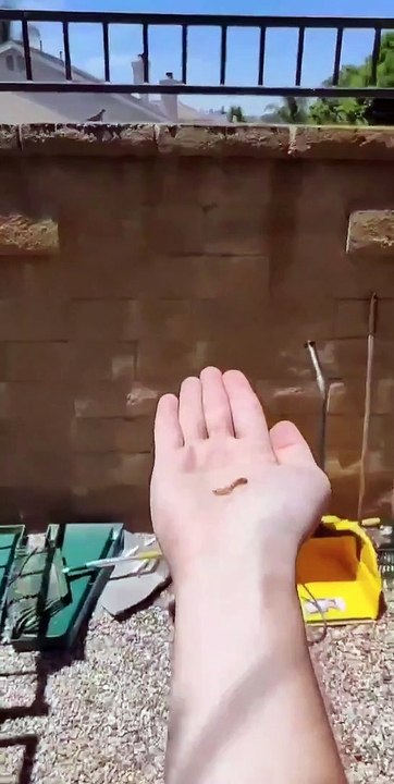 Lizard Whisperer