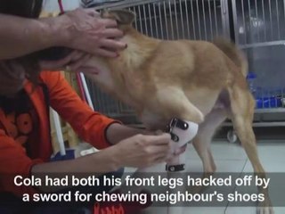 Puppy receives prosthetic paws after attack
