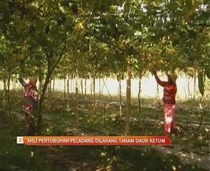 Ahli Pertubuhan Peladang dilarang tanam daum ketum