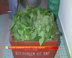 Ketum: Cadangan untuk tujuan eksport