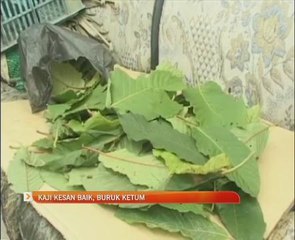 Kaji kesan baik buruk ketum