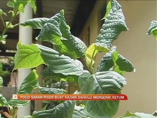 Polis saran RISDA buat kajian dahulu mengenai ketum