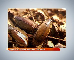 Susu lipas sebagai makanan tambahan