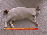 Lambakan kucing, anjing terbiar: Dimana silapnya?