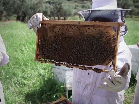 Honey provides sweet relief for Palestinian women