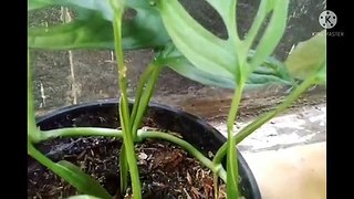 Monstera andansonii -- belum punya tiang penyangga