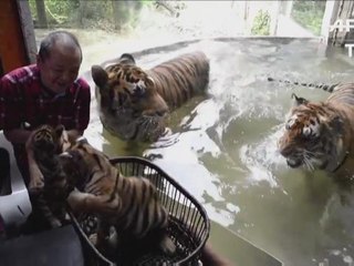 Tiger cubs charm Manila zoo visitors