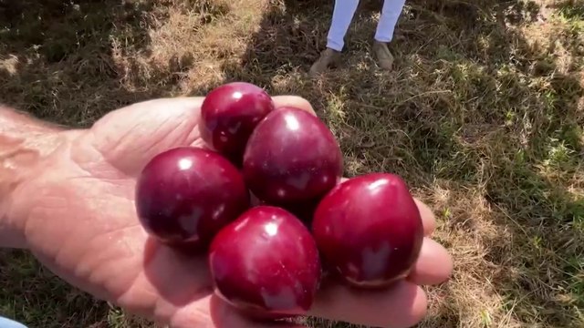 tn7-Época-pico-de-cosecha-de-ciruela-nacional-en-Los-Santos-se-avecina-y-productores-piden-apoyo 050322
