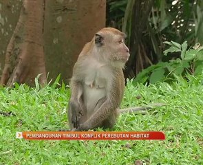 Pembangunan timbul konflik perebutan habitat
