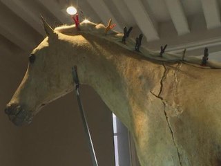 Napoleon's last horse to strut his stuff after makeover