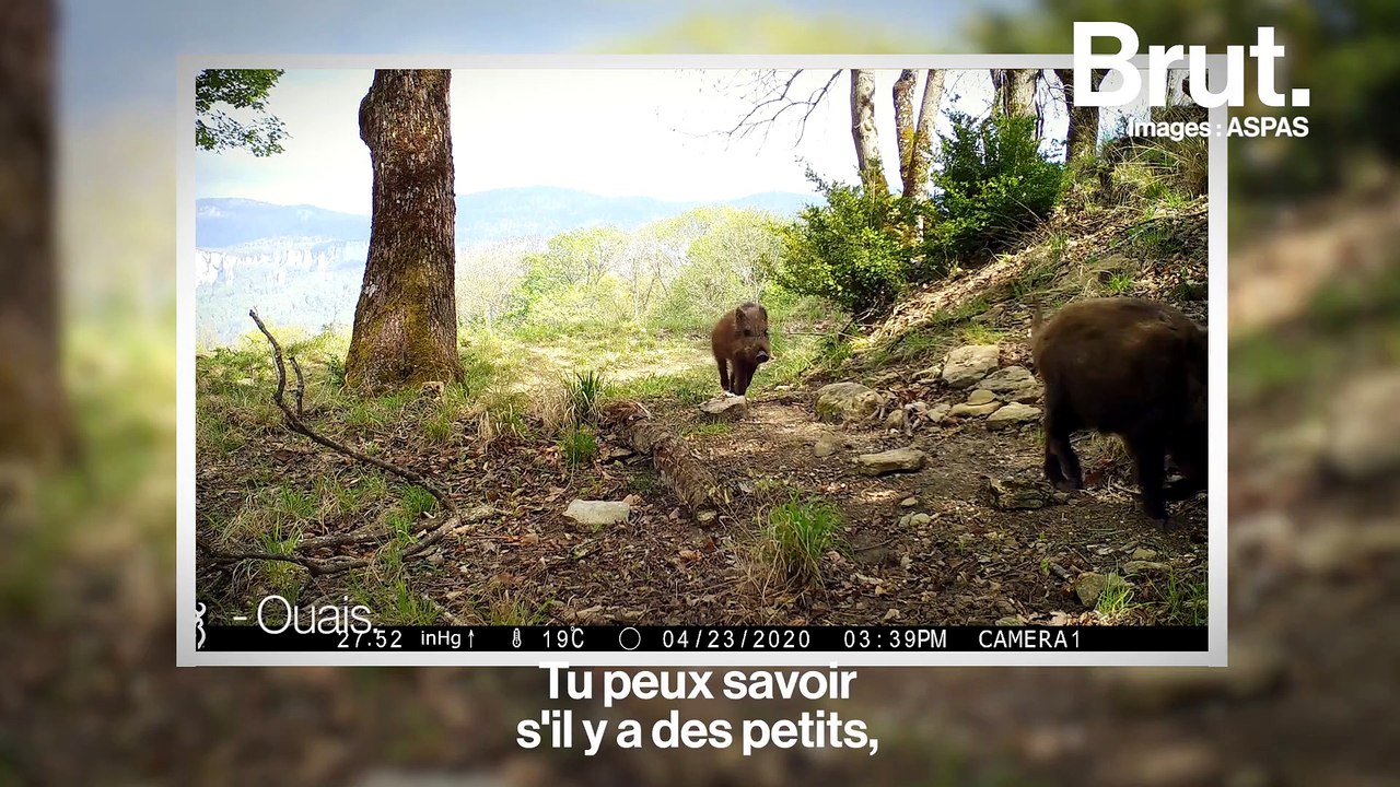 Un jour dans la réserve de vie sauvage du Vercors avec Fatou Guinea
