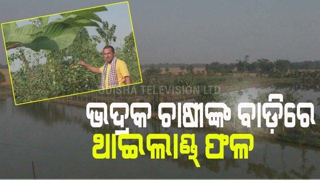 Farmer From Odisha’s Bhadrak Scripts Success By Growing Thailand’s Kashmiri Apple Ber