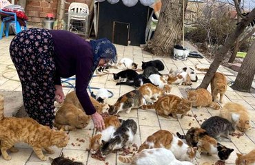 Kedilere adanan bir ömür... Nuriye Teyze 70 kediye annelik yapıyor
