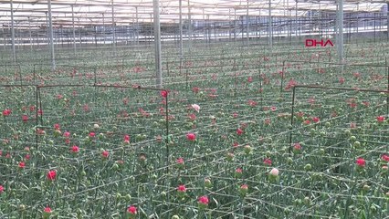 AVRUPALI KADINLARIN ÇİÇEĞİ ANTALYA'DAN