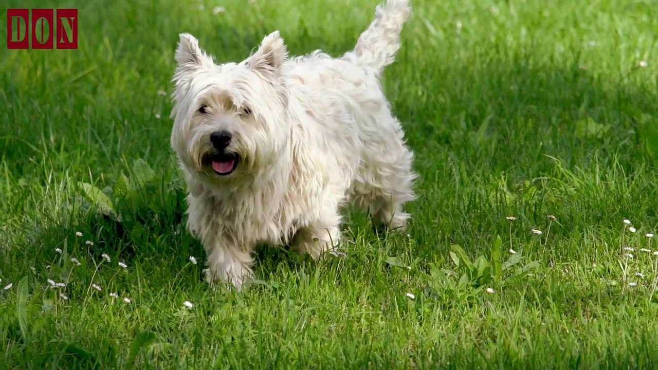 cute and lovely dog - Cute and Funny Dog Videos Compilation