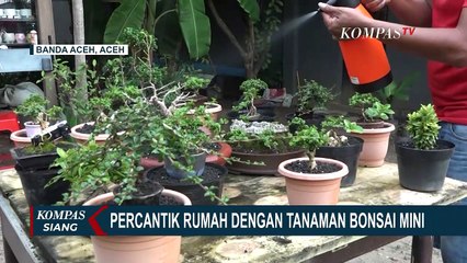 Beromzet Puluhan Juta, Mantan Pengelola Resort Sukses Jadi Petani Bonsai