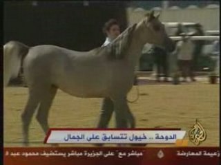 le plus beau Cheval arabe