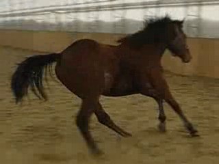 Zephyr en liberté au galop