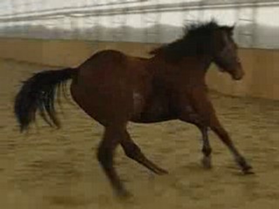 Zephyr en liberté au galop