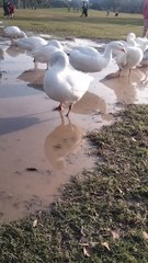 Duck And Goose  Video By Kingdom of Awais