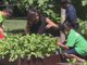 Michelle Obama hosts kids to harvest White House kitchen garden