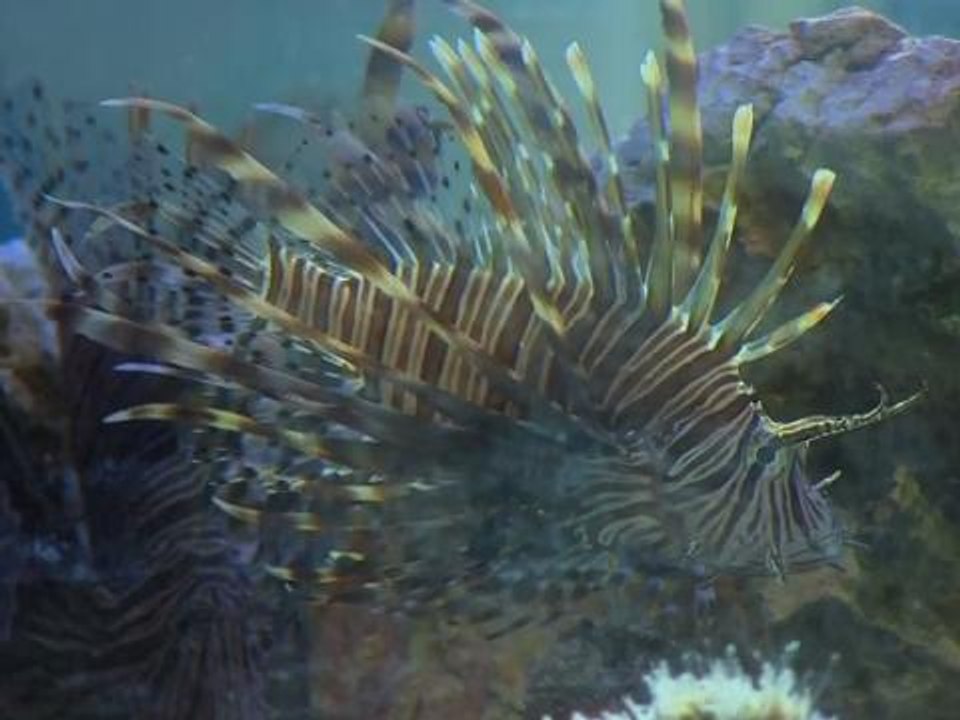 To fight lionfish invasion, Cuba learns to cook them