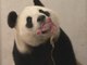 Chinese giant panda gives birth in Belgium