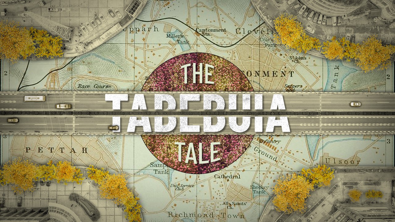 Tale of a Tebubuia: How did Bengaluru get these flowering trees?