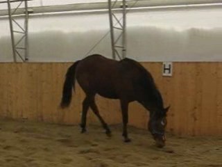 Zephyr en liberté 2