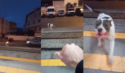 Aracın çarptığı pitbulldan videosunu çeken vatandaşa ‘iyiyim’ pozu