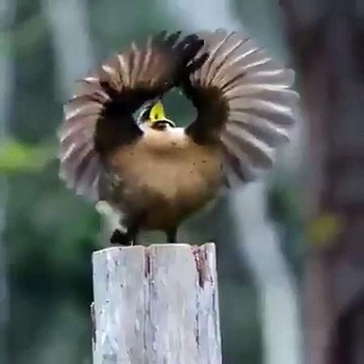 See How this Bird Dance