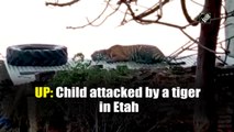 Child attacked by a tiger in Uttar Pradesh's Etah