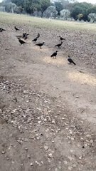 Crow  Video By Kingdom of Awais