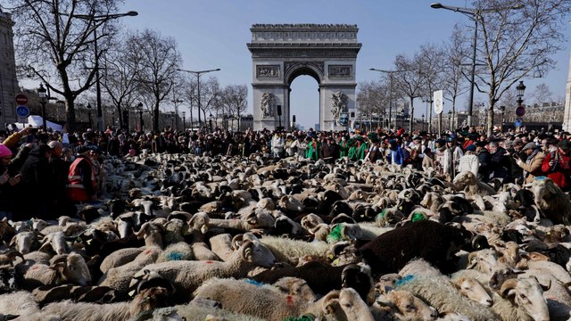 2022 brebis sur les Champs-Elysées pour clôturer le Salon de l’Agriculture