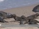 Marine center fights to save California seals and sea lions