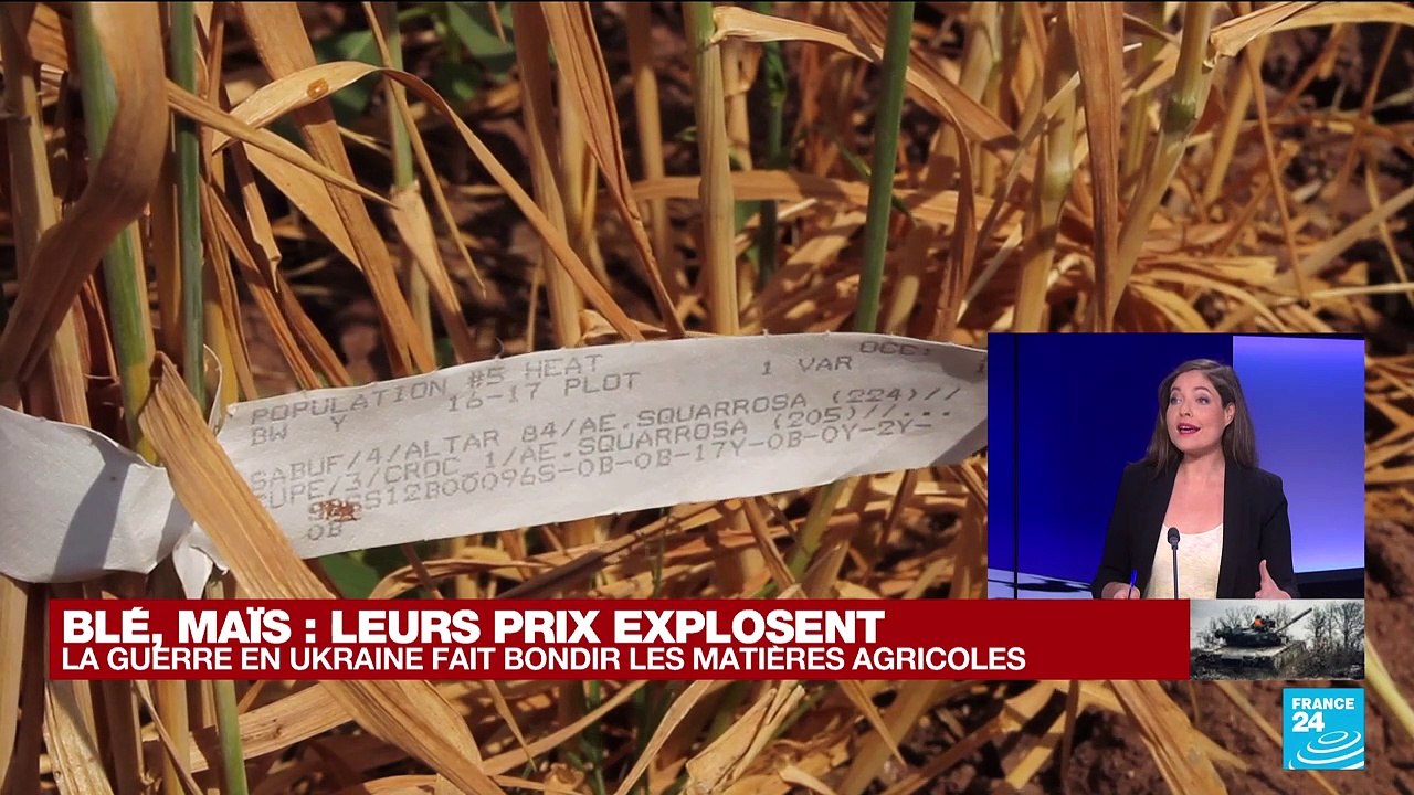 Guerre en Ukraine : les prix du blé et du maïs explosent