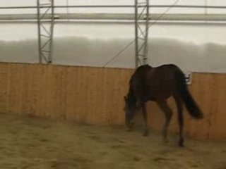 Zephyr en liberté 4