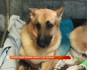 Anjing gadai nyawa lawan ular berbisa